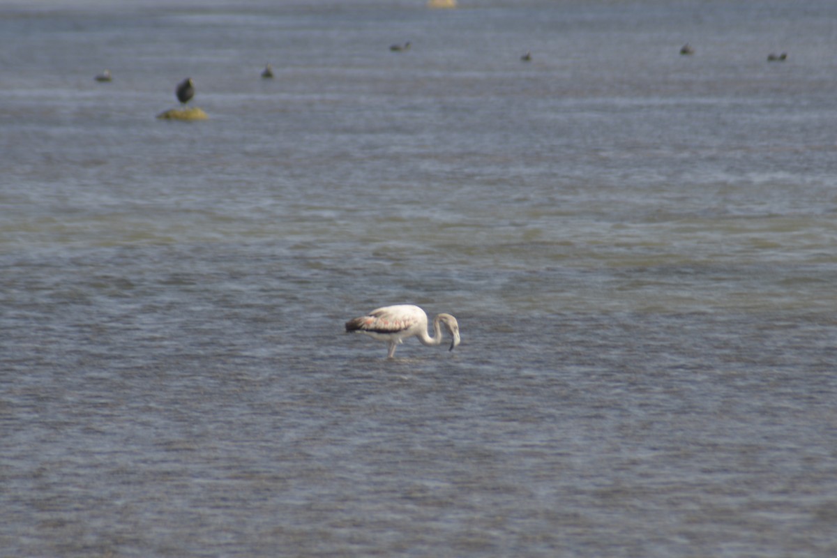 Chilean Flamingo - ML614022363