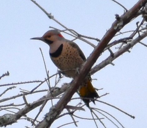 Northern Flicker - Fred  Lyons