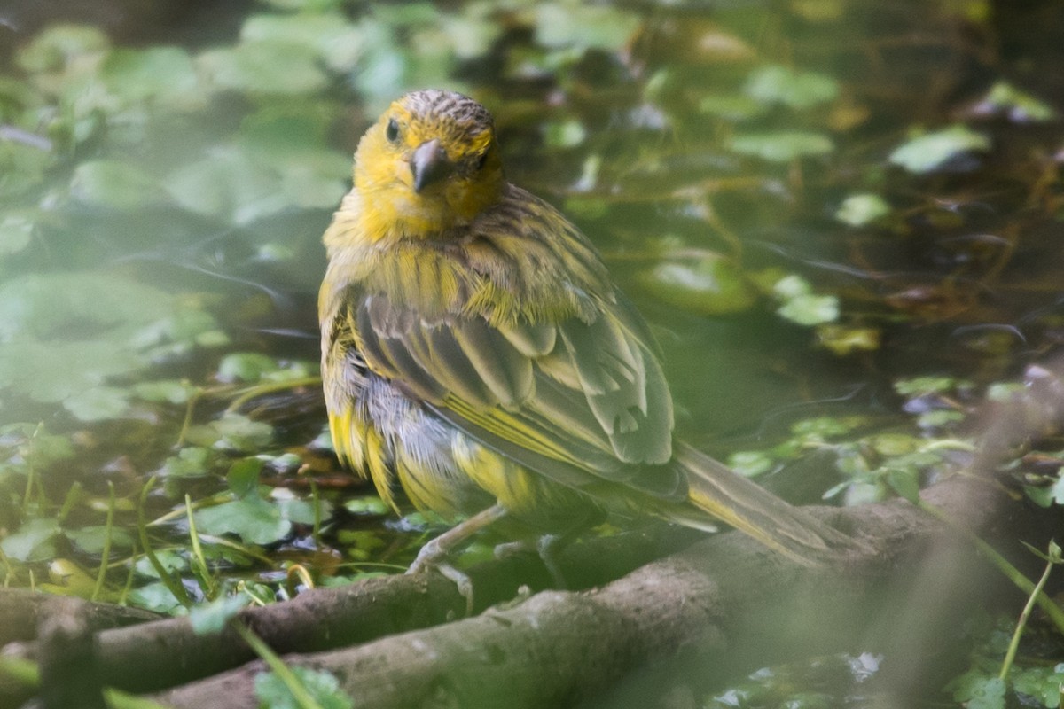 Saffron Finch - ML614022377