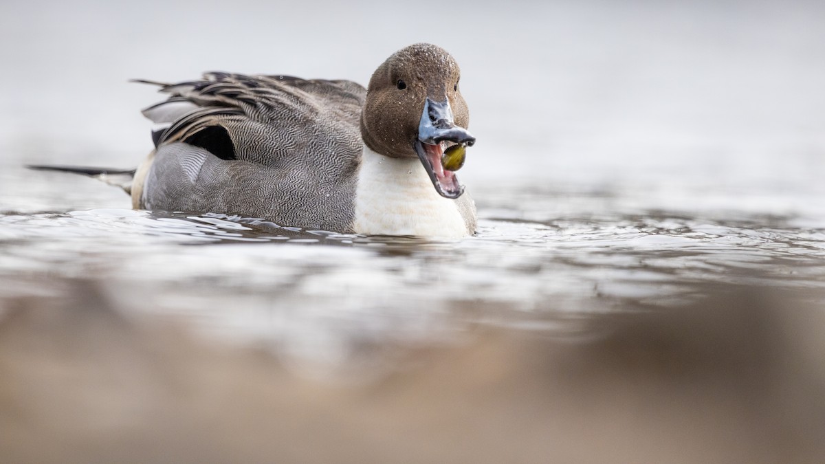 Northern Pintail - ML614022462