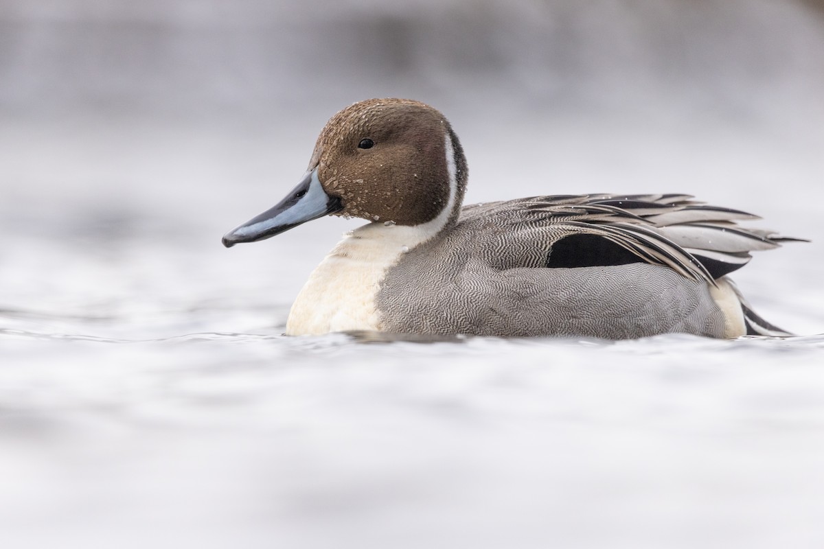 Northern Pintail - ML614022464
