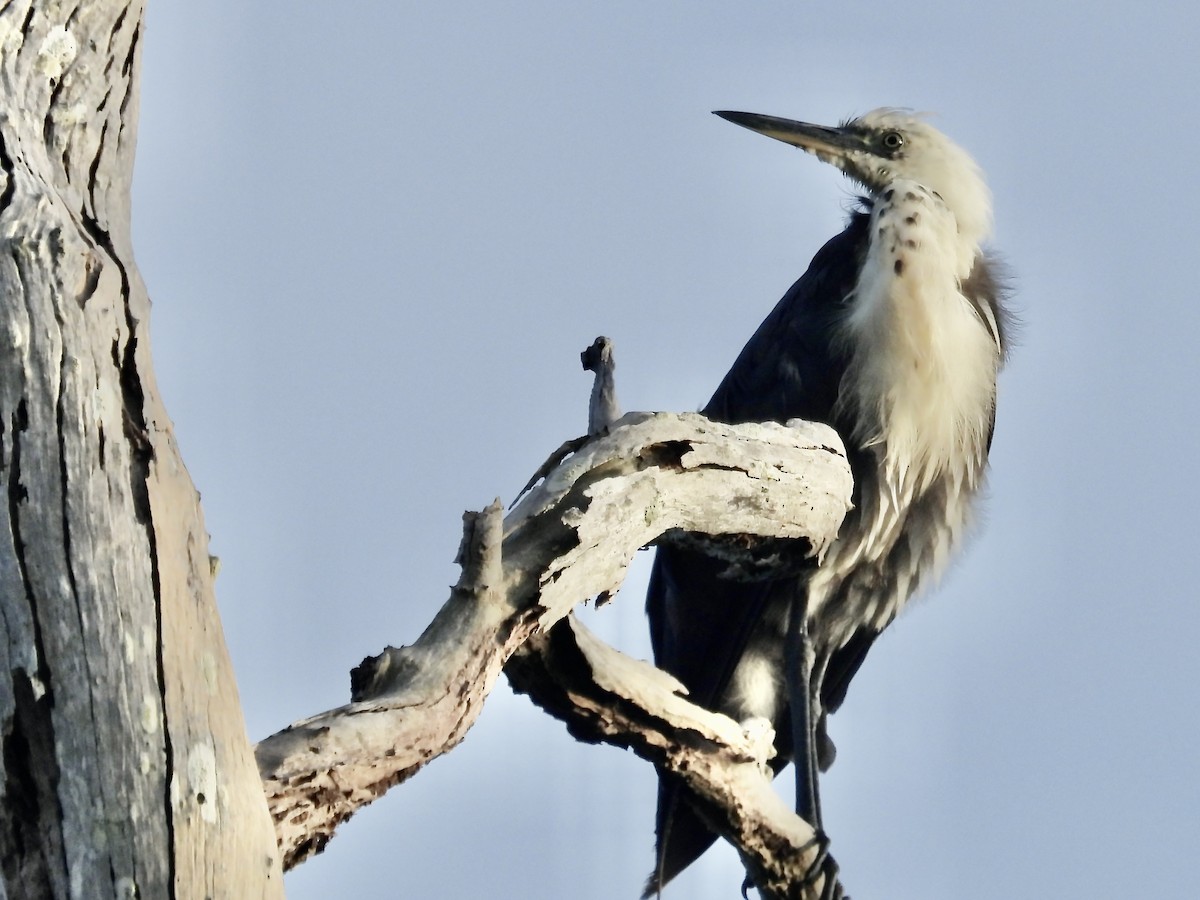 Pacific Heron - Anita Flynn