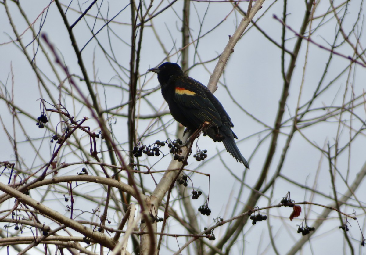 Red-winged Blackbird - ML614022493