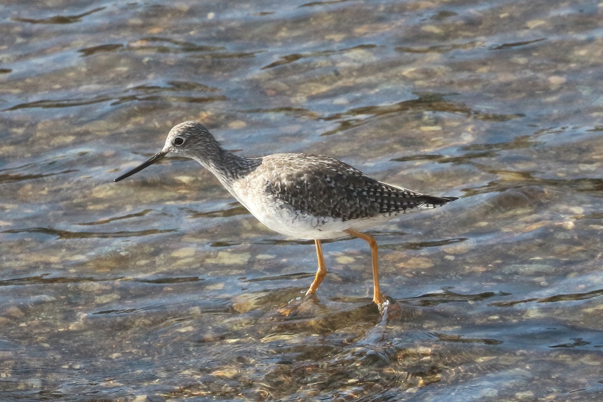 Greater Yellowlegs - ML614022571