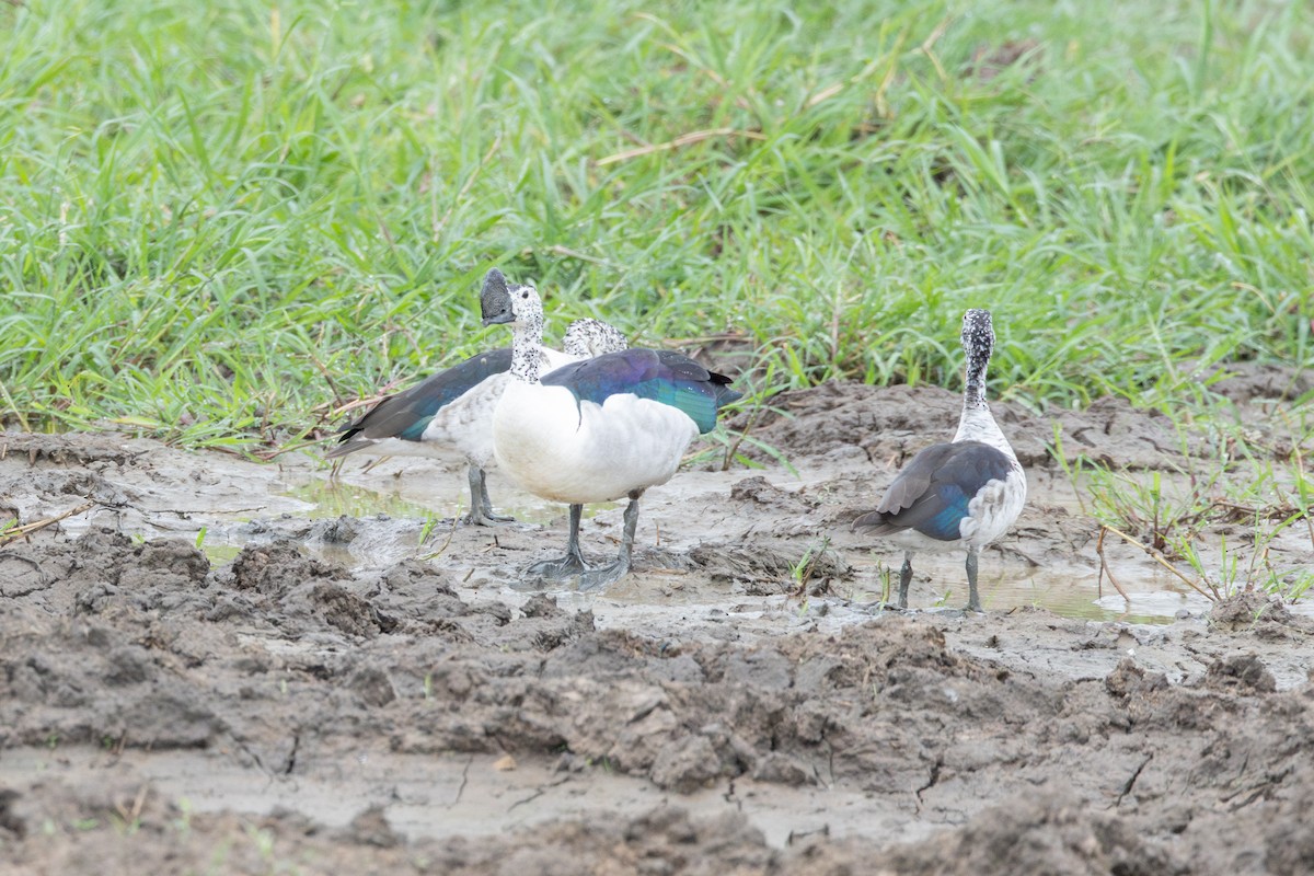 Canard à bosse - ML614022587