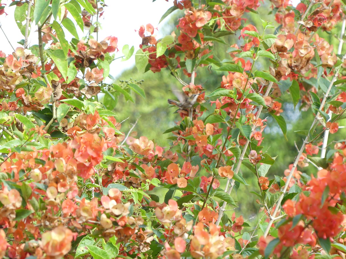kolibřík červenohlavý - ML614022628