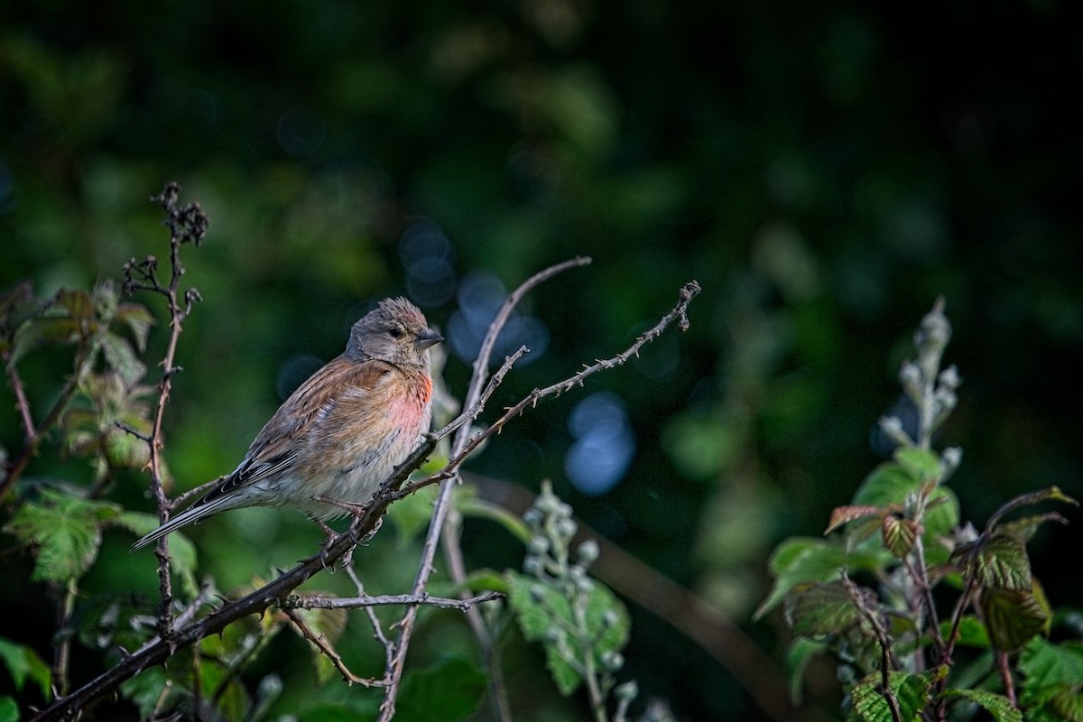 Eurasian Linnet - ML614022650