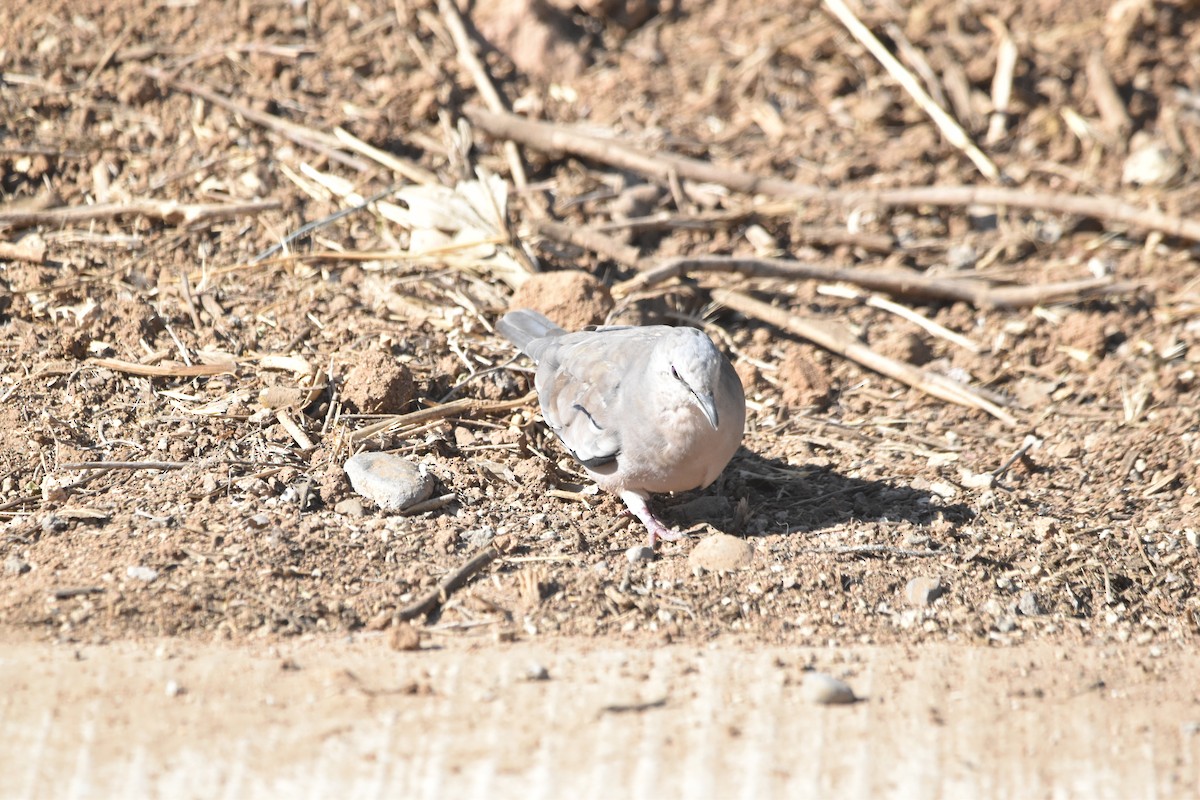 Picui Ground Dove - ML614022683