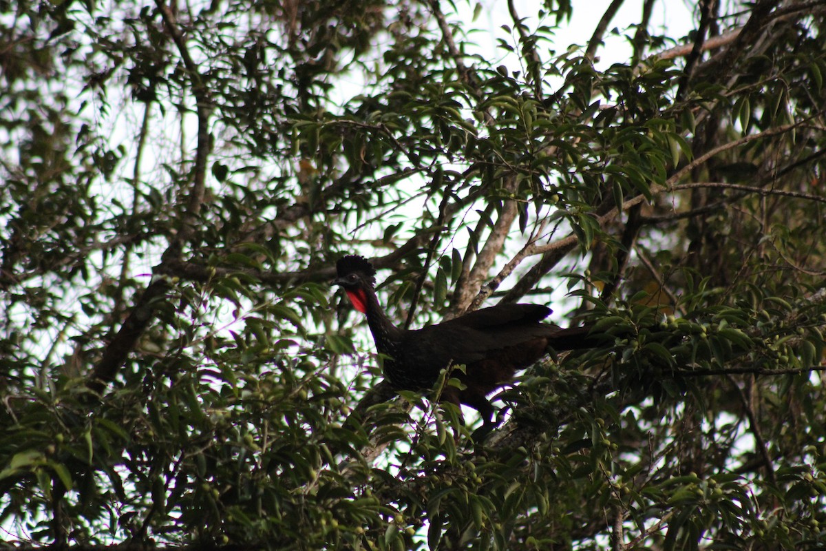 Crested Guan - ML614022752