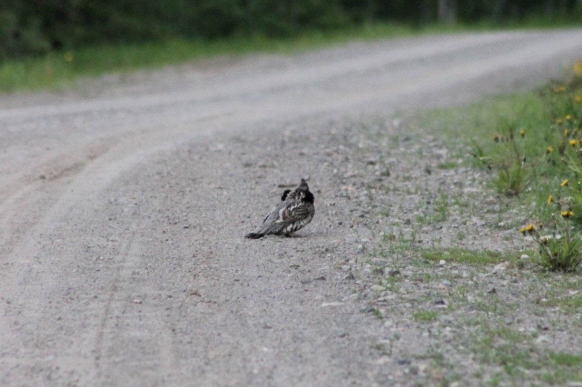 Ruffed Grouse - ML614022753