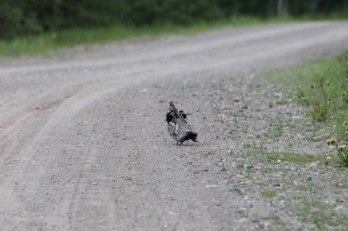 Ruffed Grouse - ML614022754