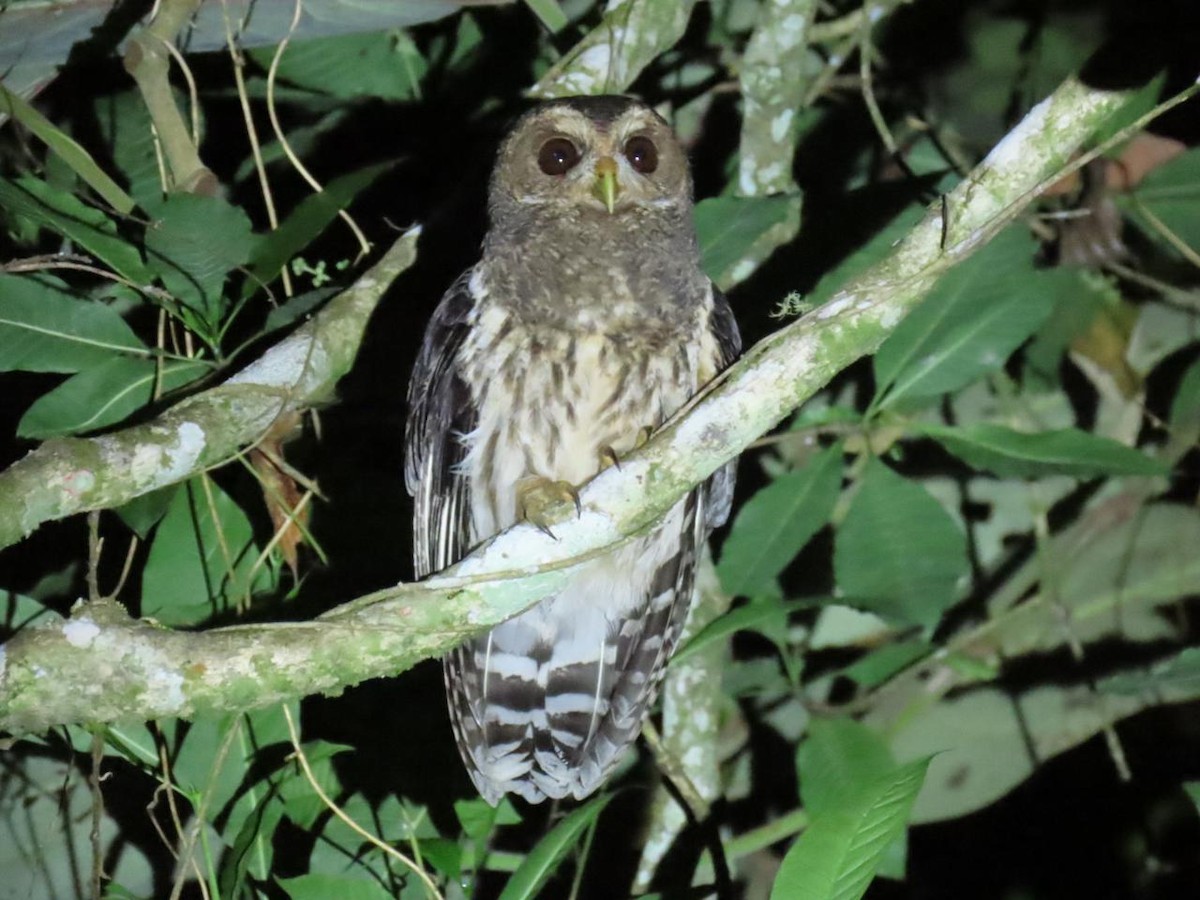 Mottled Owl - ML614022763