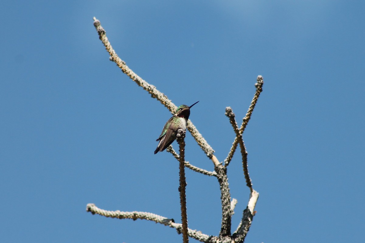 Broad-tailed Hummingbird - Andrew Staufer