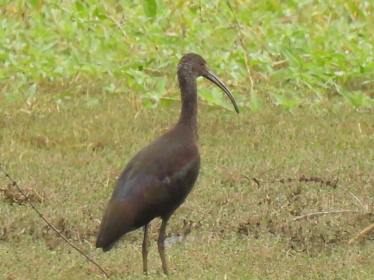 ibis americký - ML614022820