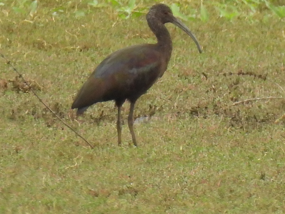 ibis americký - ML614022822