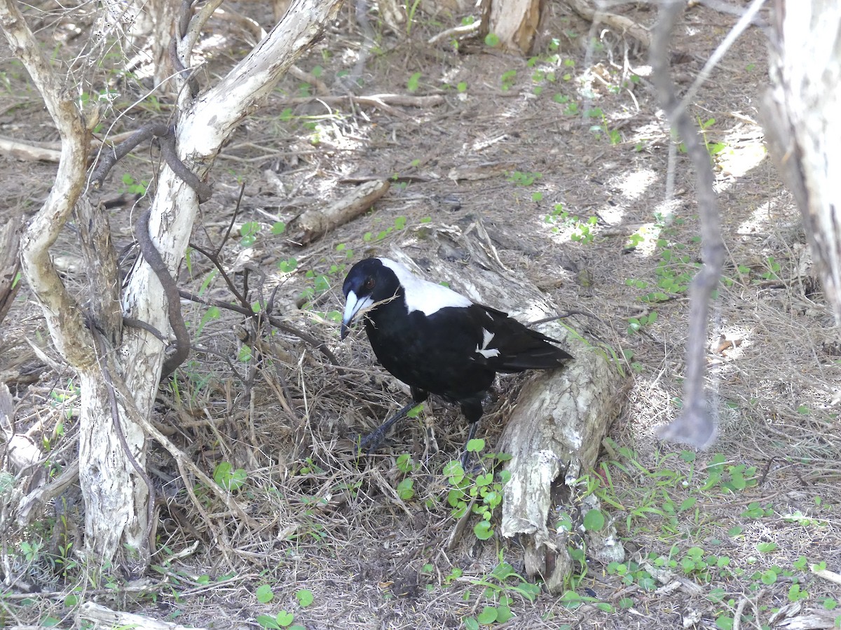 Australian Magpie - ML614022906