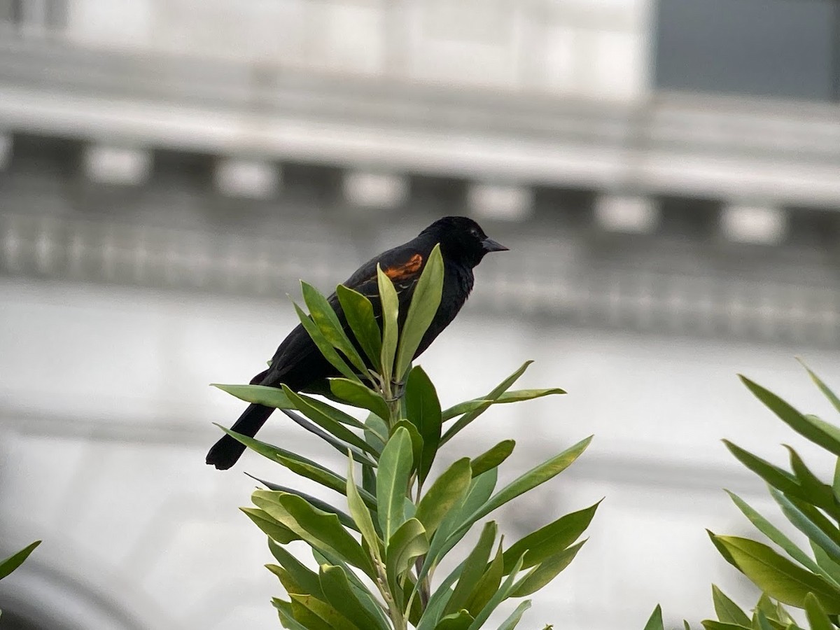Red-winged Blackbird - Stephen T Bird