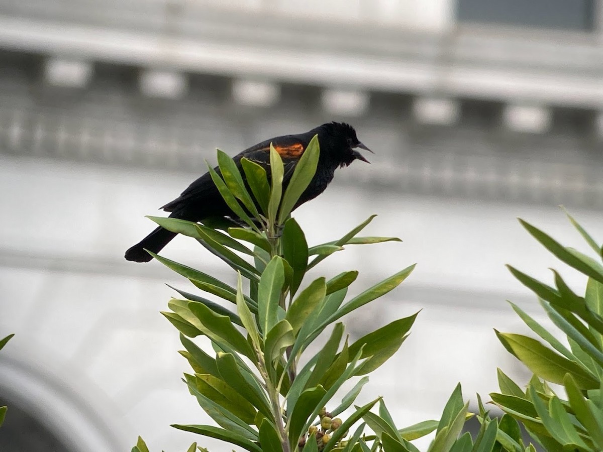 Red-winged Blackbird - Stephen T Bird