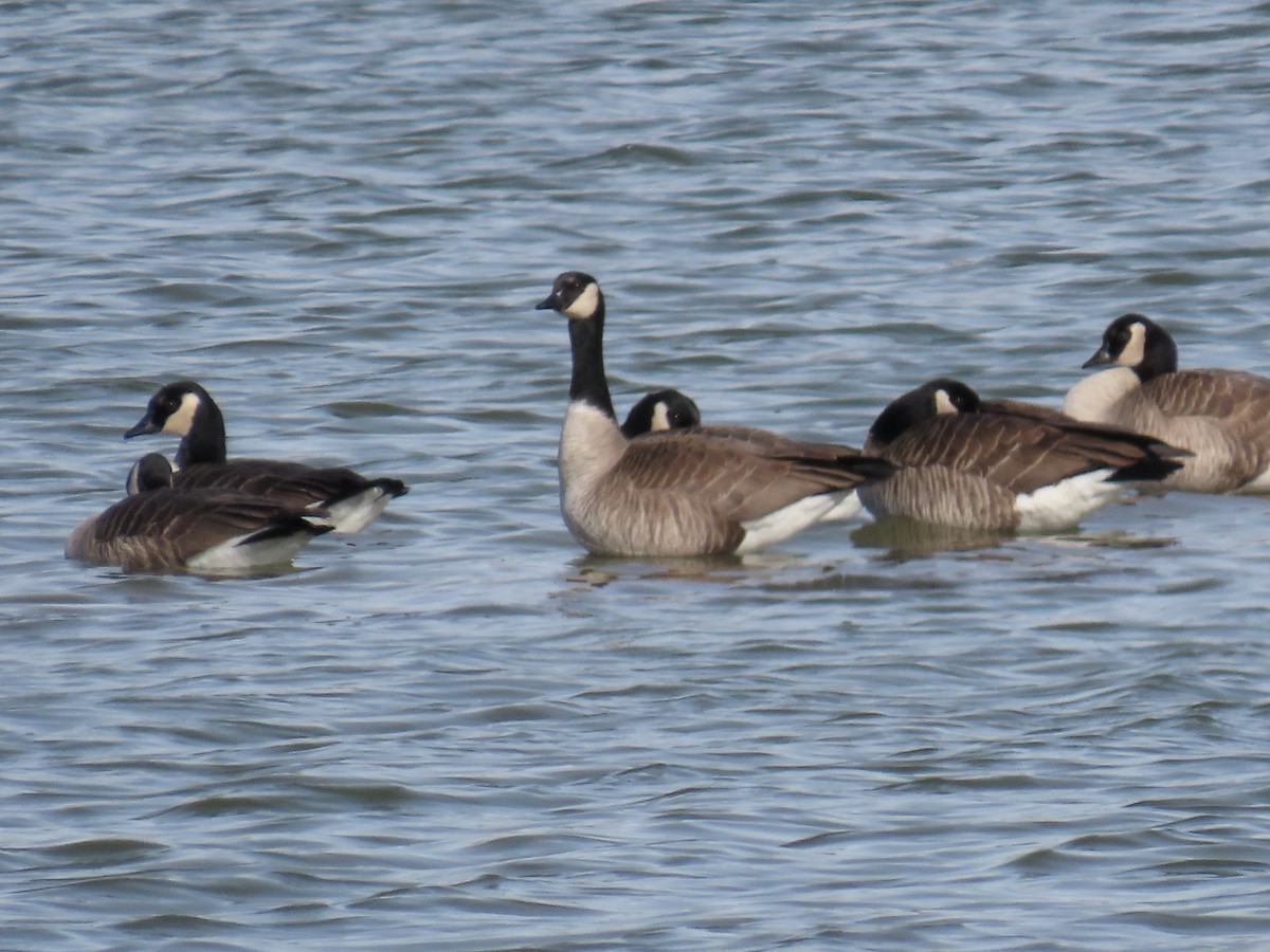 Cackling Goose (Richardson's) - ML614023058