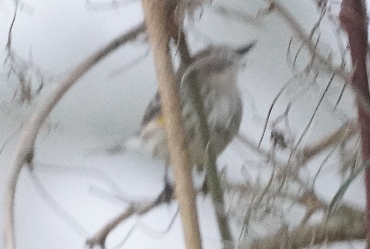 Yellow-rumped Warbler - ML614023063