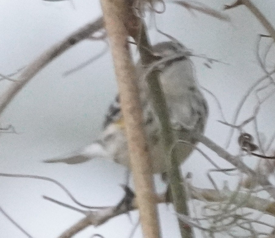 Yellow-rumped Warbler - ML614023087