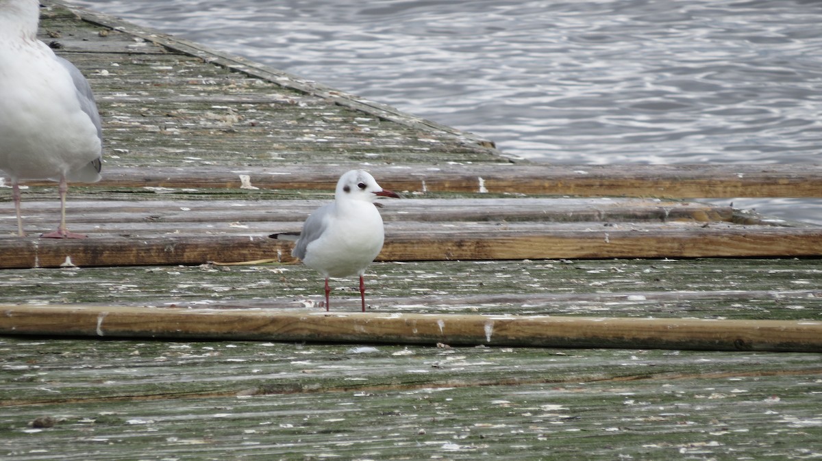 Mouette rieuse - ML614023116