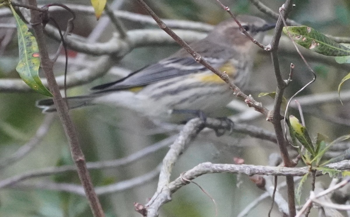 Yellow-rumped Warbler - ML614023138