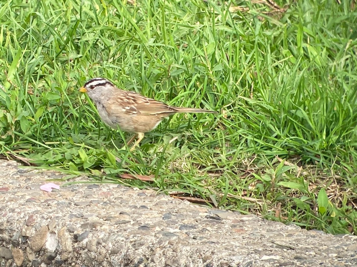 White-crowned Sparrow (pugetensis) - Stephen T Bird