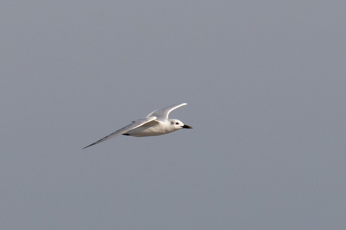 Gull-billed Tern - Al Halstead