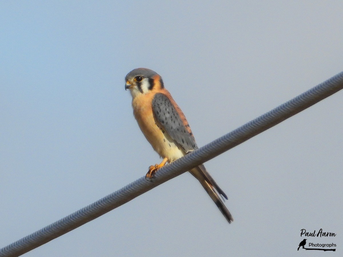 American Kestrel - Paul Aaron