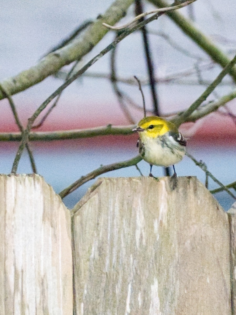 Black-throated Green Warbler - Ian  Gledhill