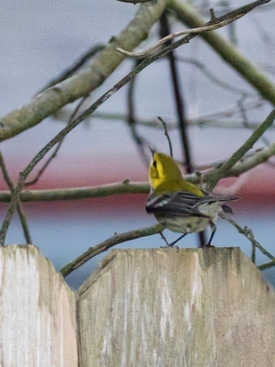 Black-throated Green Warbler - Ian  Gledhill