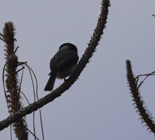 Carolina Chickadee - ML614023339