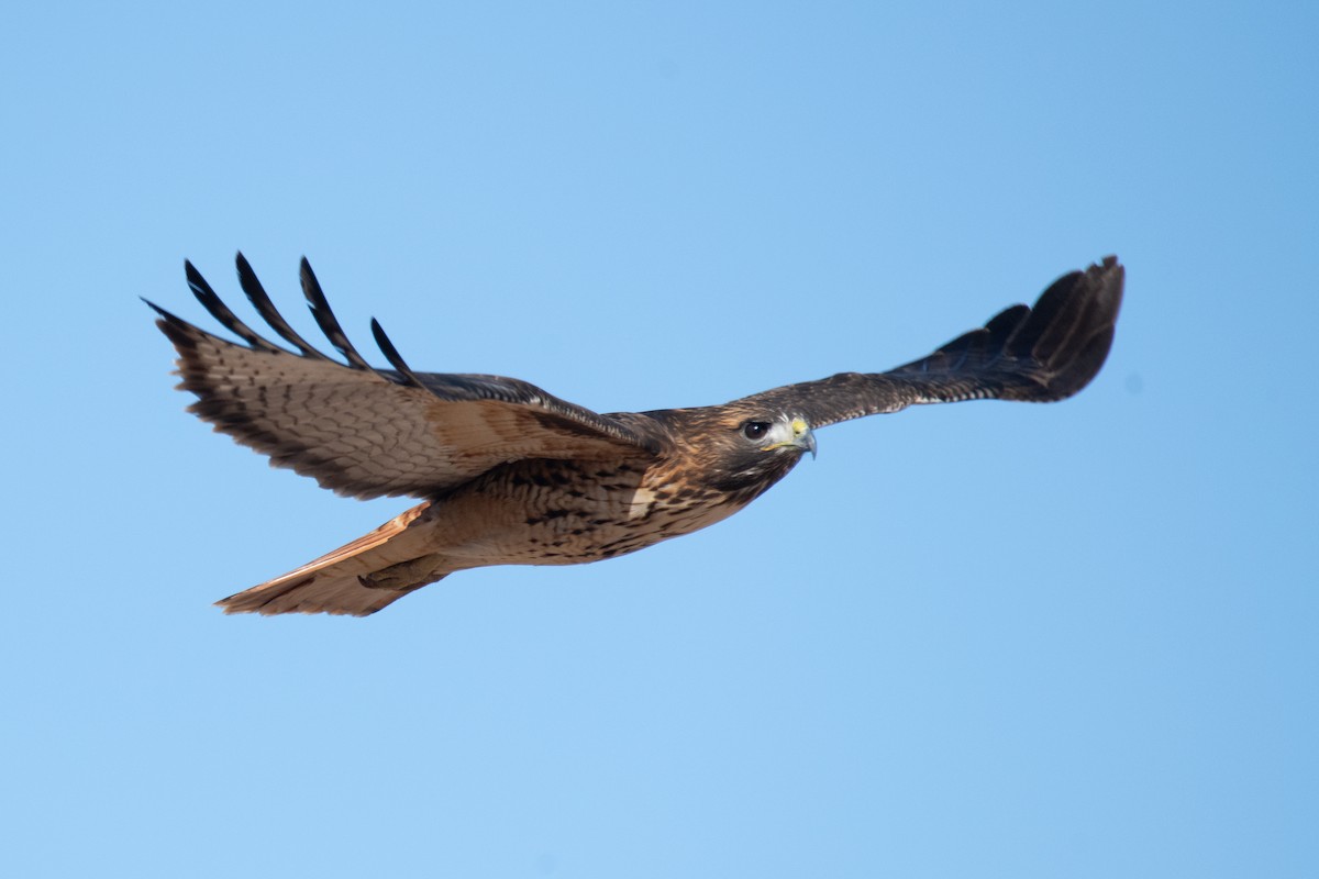 Red-tailed Hawk - ML614023462