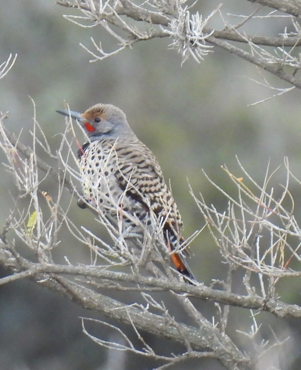 Northern Flicker - Ma. Eugenia Mendiola Gonzalez