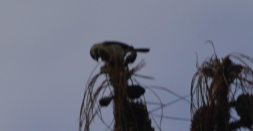 Carolina Chickadee - ML614023499