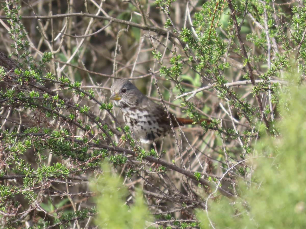 Fox Sparrow - ML614023517