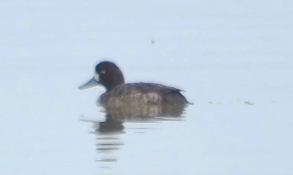 Lesser Scaup - ML614023524