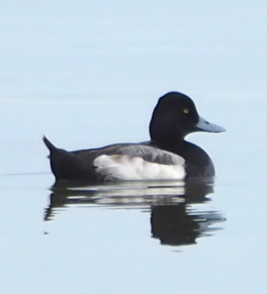Lesser Scaup - ML614023526