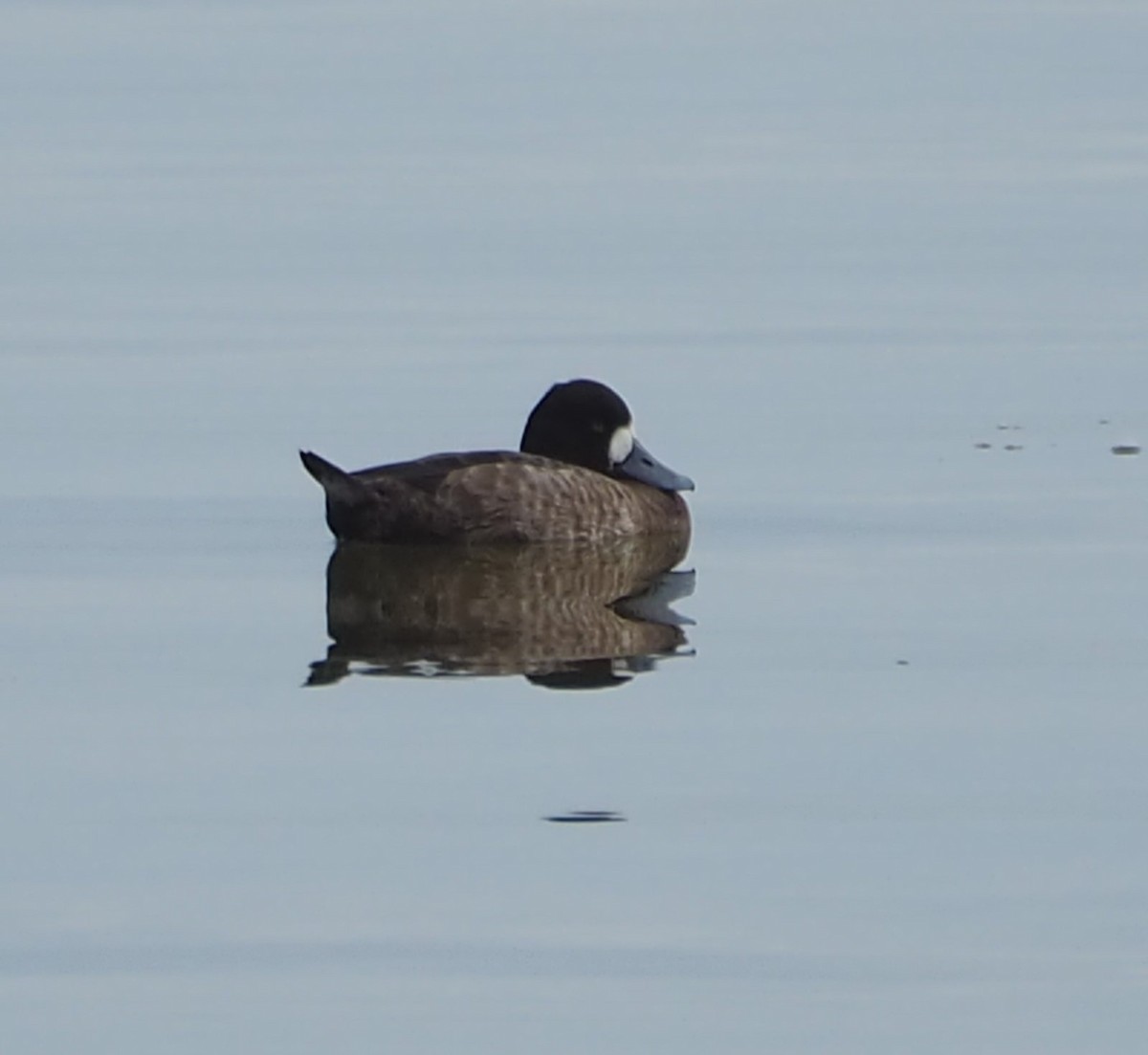 Lesser Scaup - ML614023527