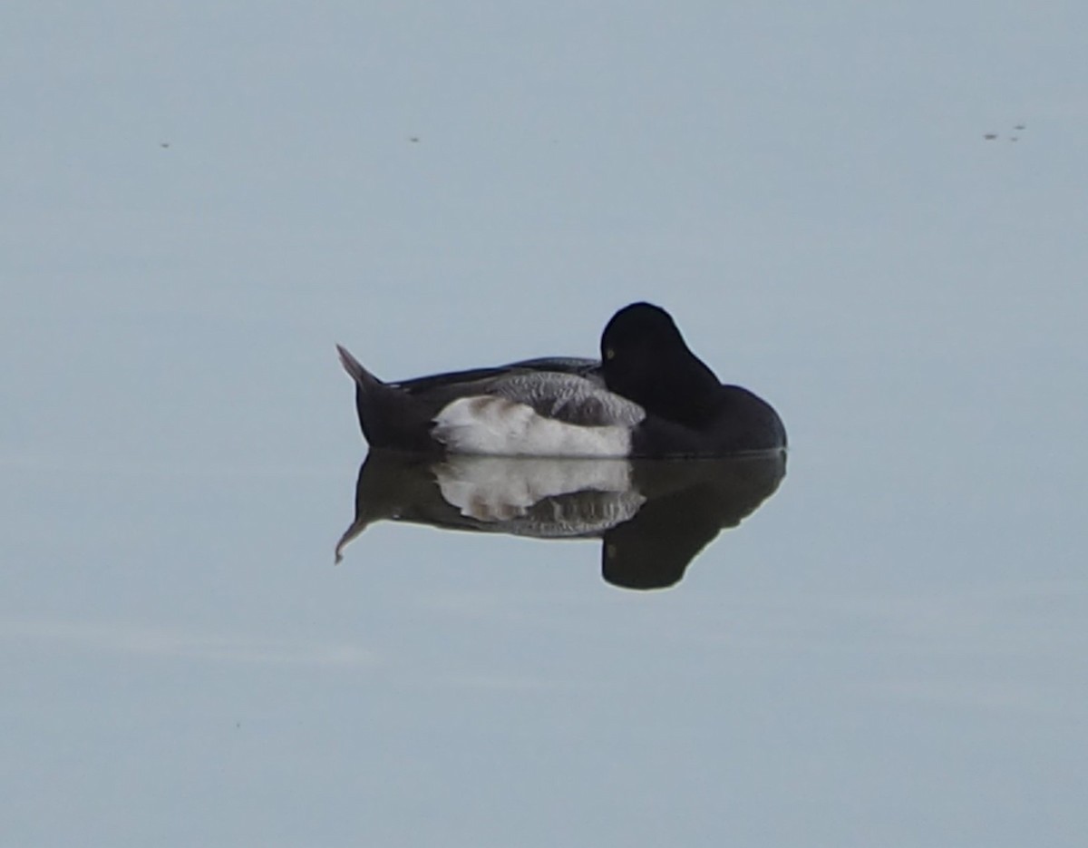 Lesser Scaup - ML614023528
