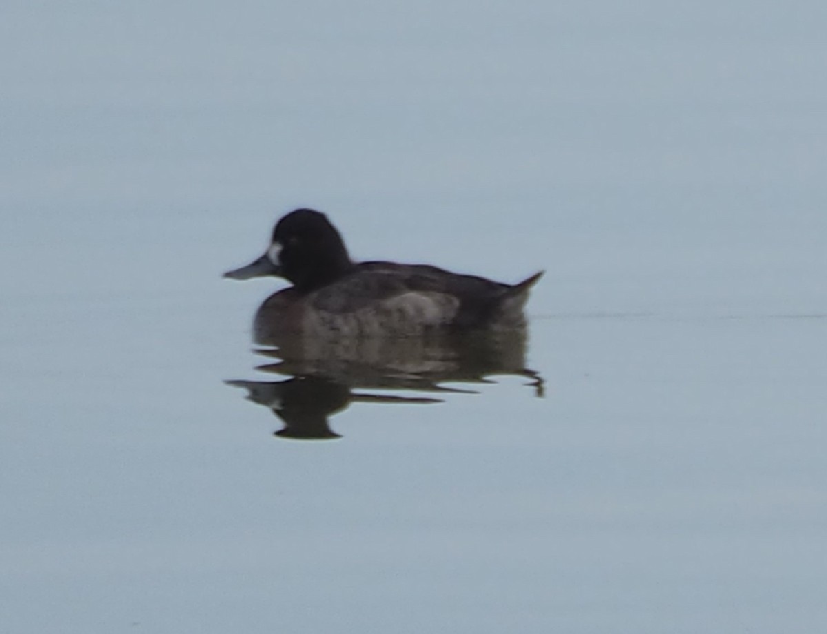 Lesser Scaup - ML614023529