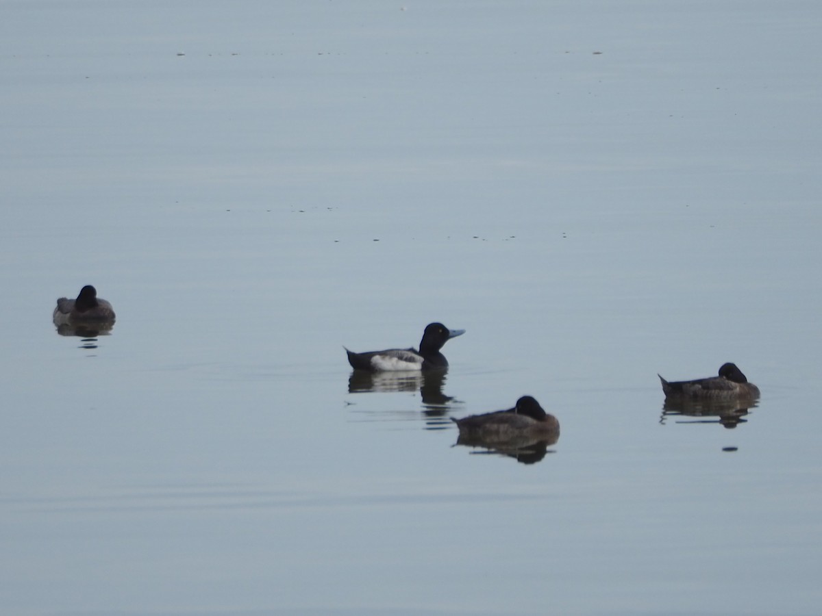 Lesser Scaup - ML614023530
