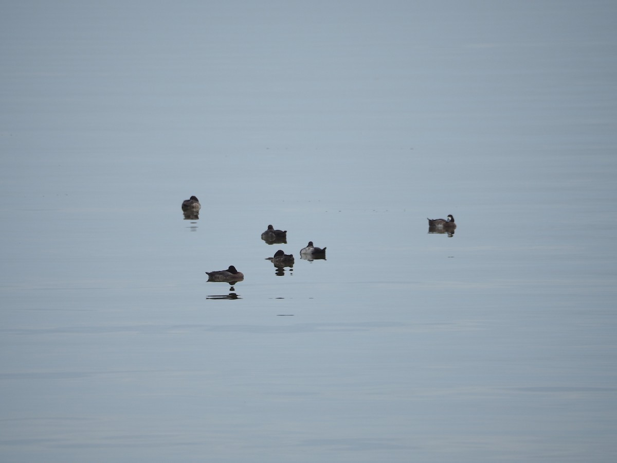 Lesser Scaup - ML614023532