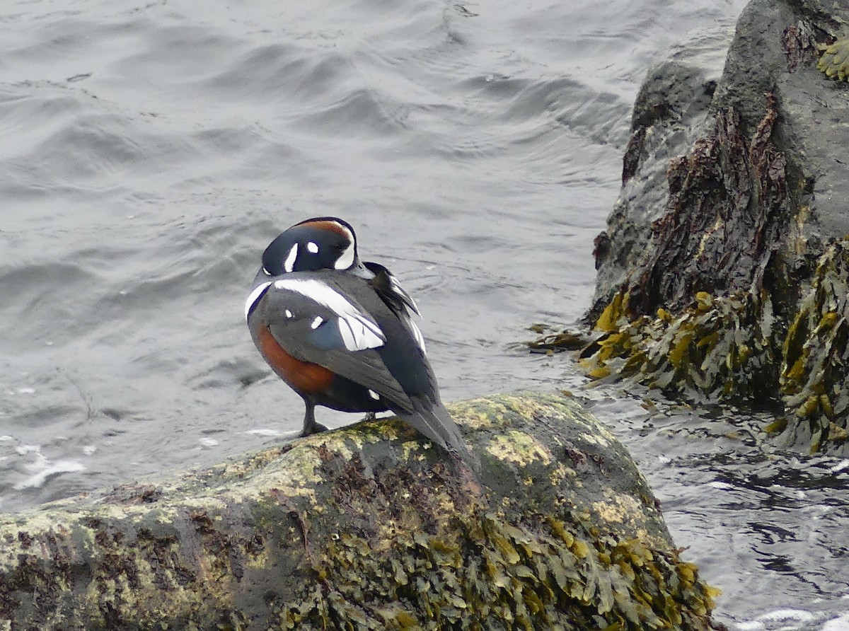 Harlequin Duck - ML614023582