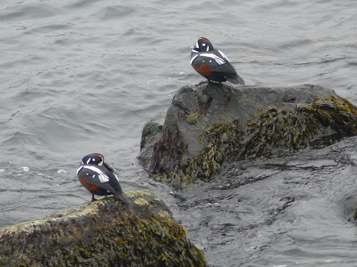Harlequin Duck - ML614023583