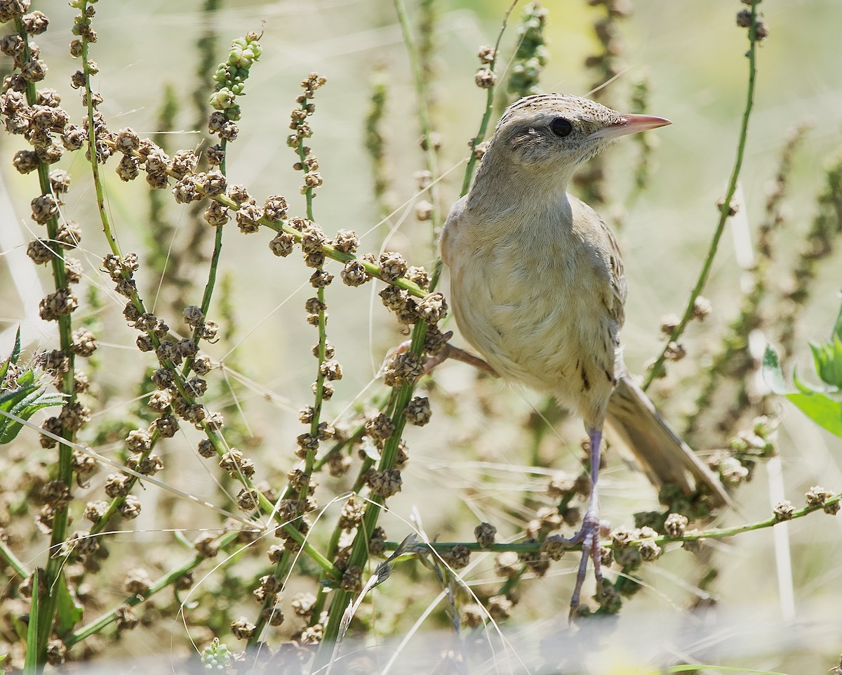 Pampas Sepetöreni - ML614023589