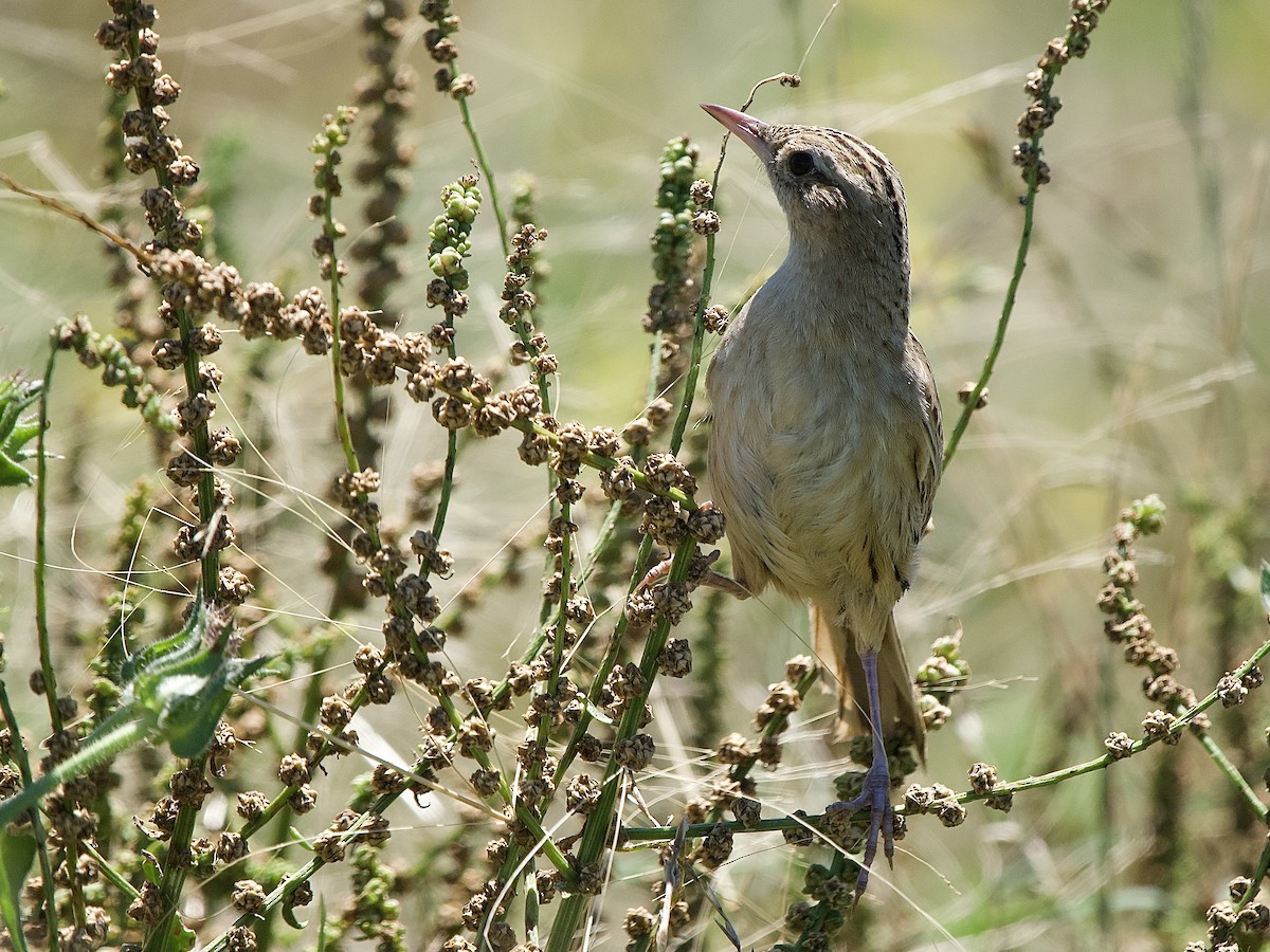 Pampas Sepetöreni - ML614023590