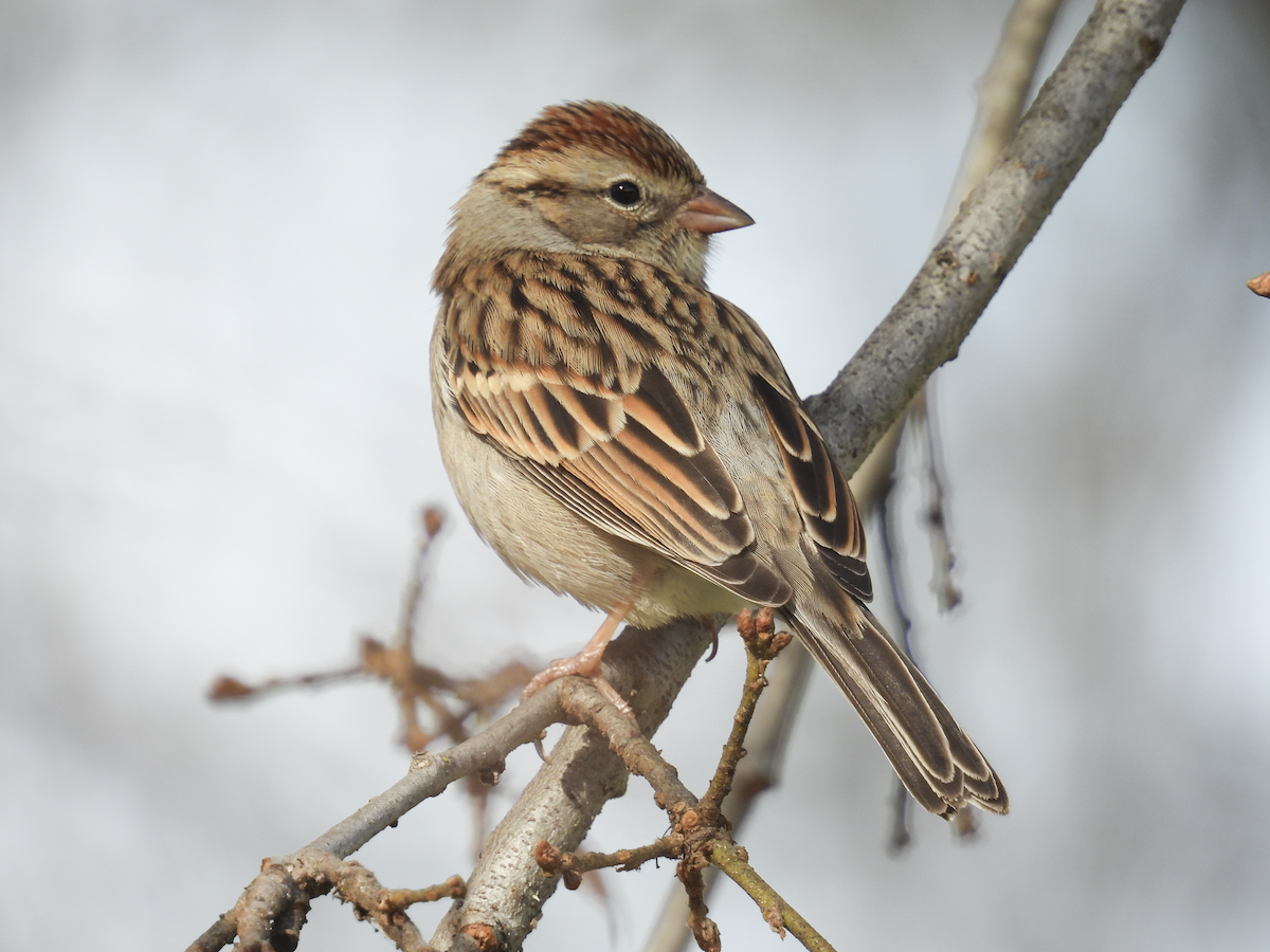 Chipping Sparrow - ML614023709