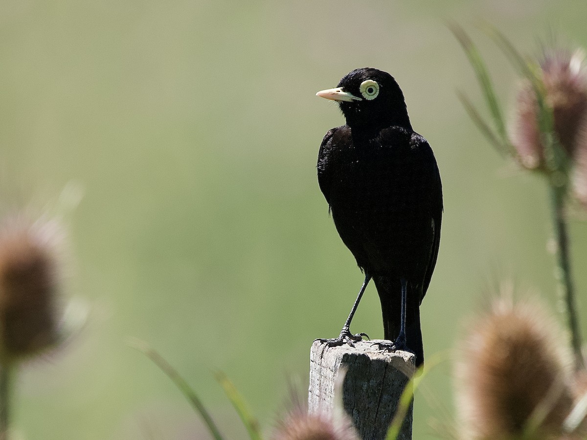 Spectacled Tyrant - ML614023721